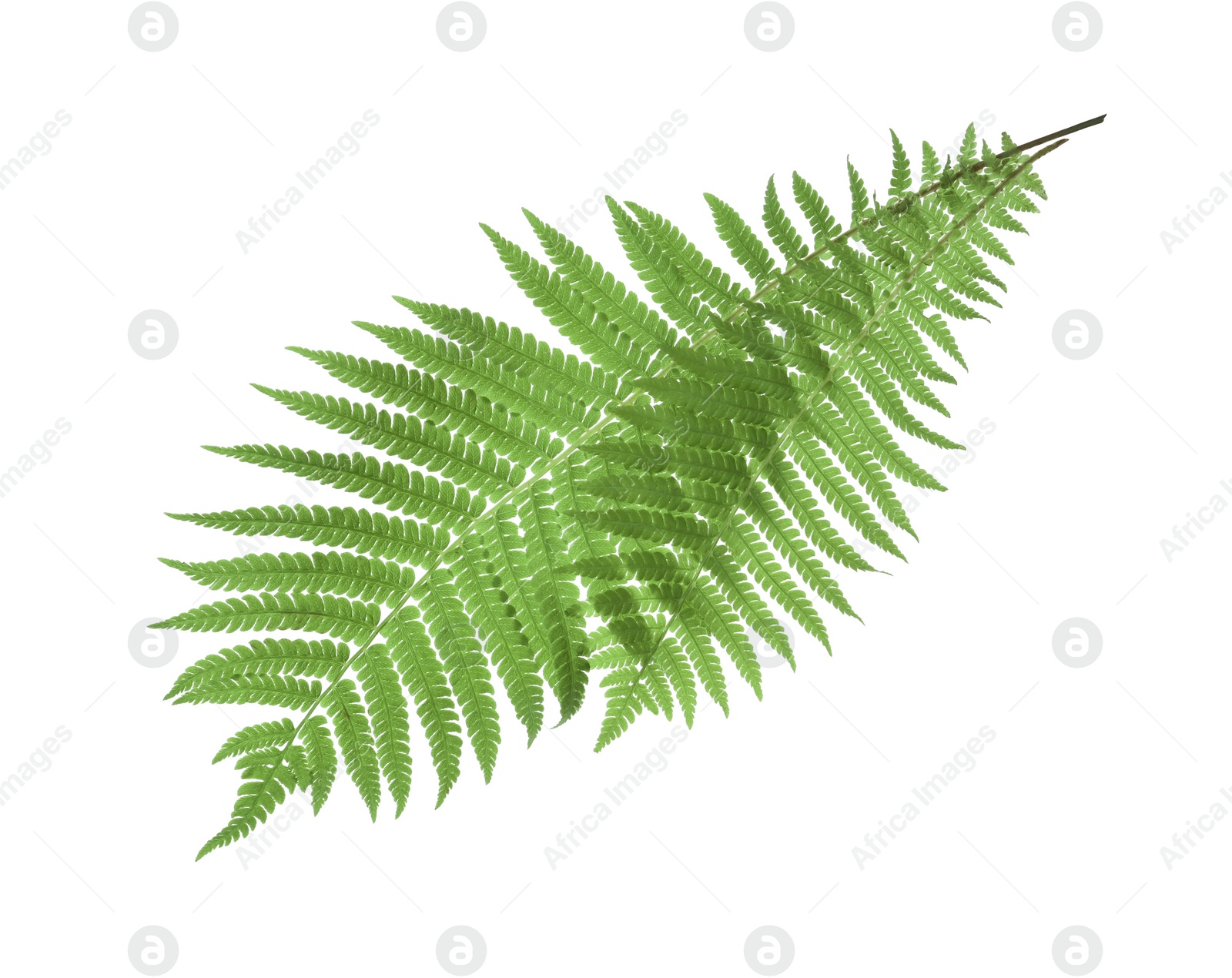 Photo of Beautiful tropical fern leaves on white background