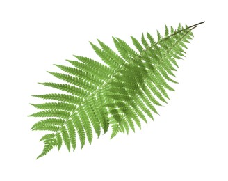 Photo of Beautiful tropical fern leaves on white background