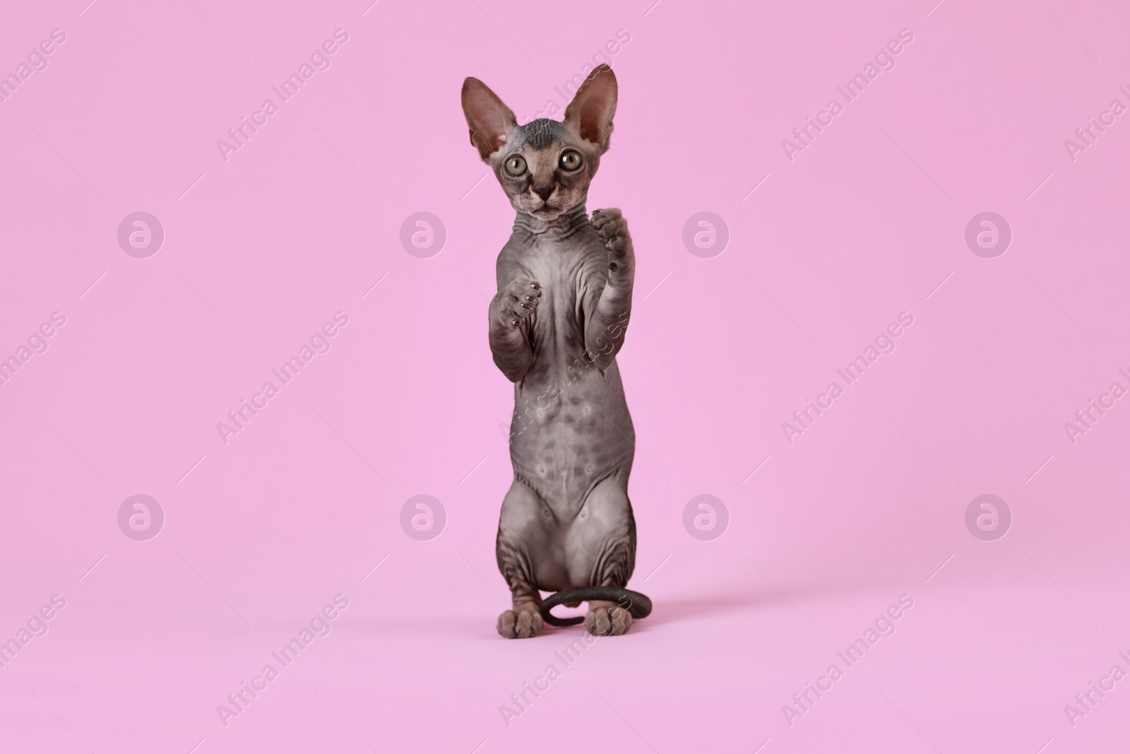 Photo of Adorable Sphynx kitten on pink background. Baby animal