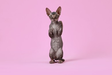 Photo of Adorable Sphynx kitten on pink background. Baby animal