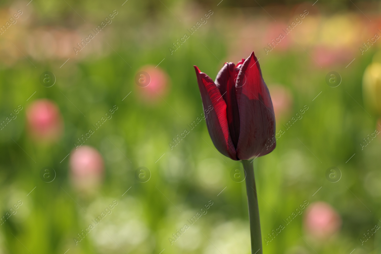 Photo of Beautiful dark red tulip growing outdoors on sunny day, closeup. Space for text