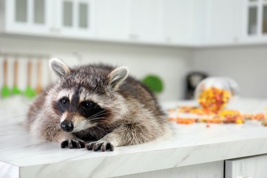 Photo of Cute raccoon lying on table in kitchen