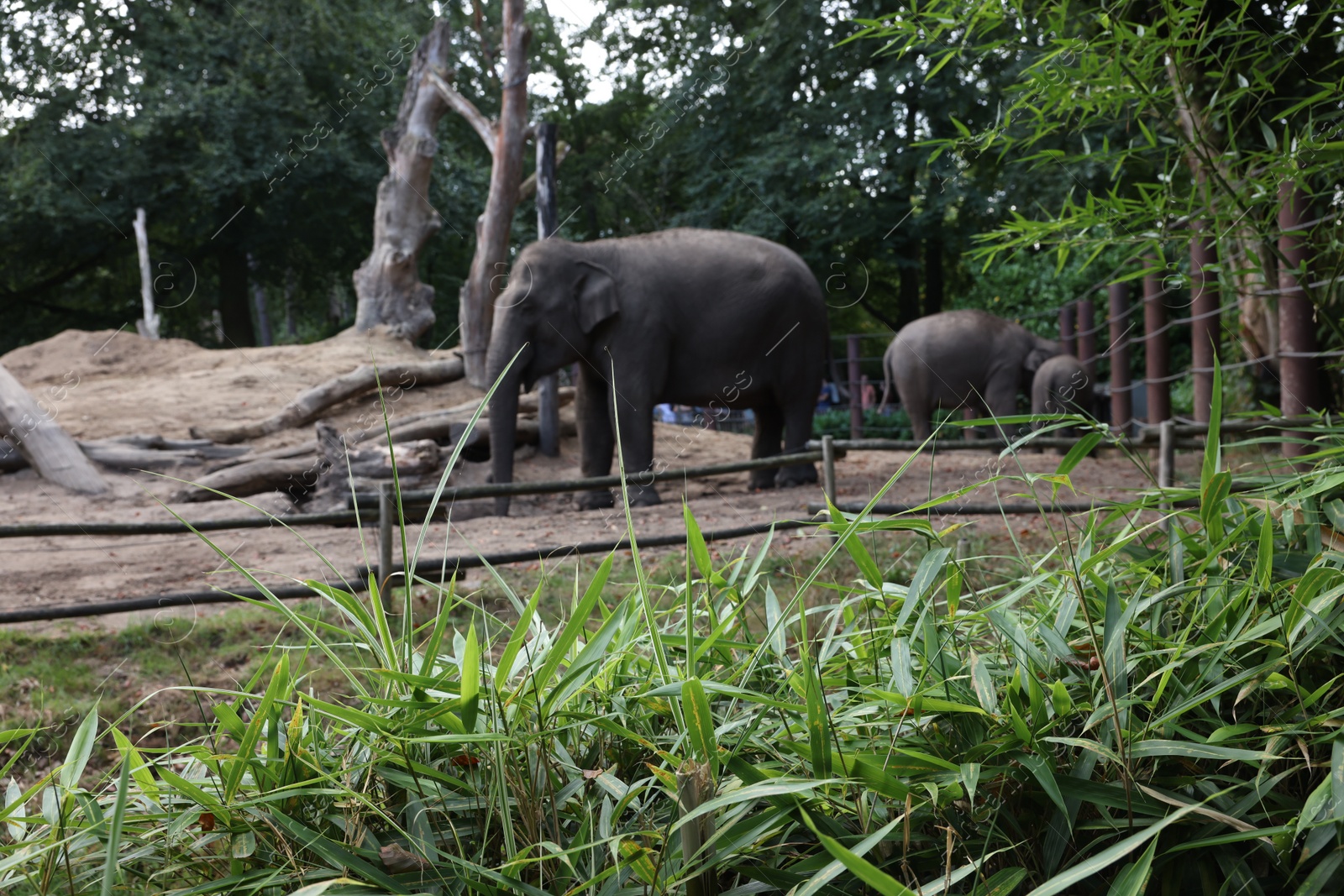 Photo of Group of adorable elephants walking in zoological garden