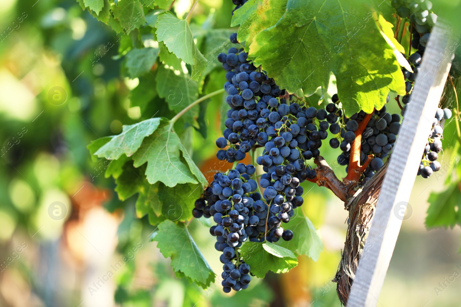 Photo of Fresh ripe juicy grapes growing in vineyard