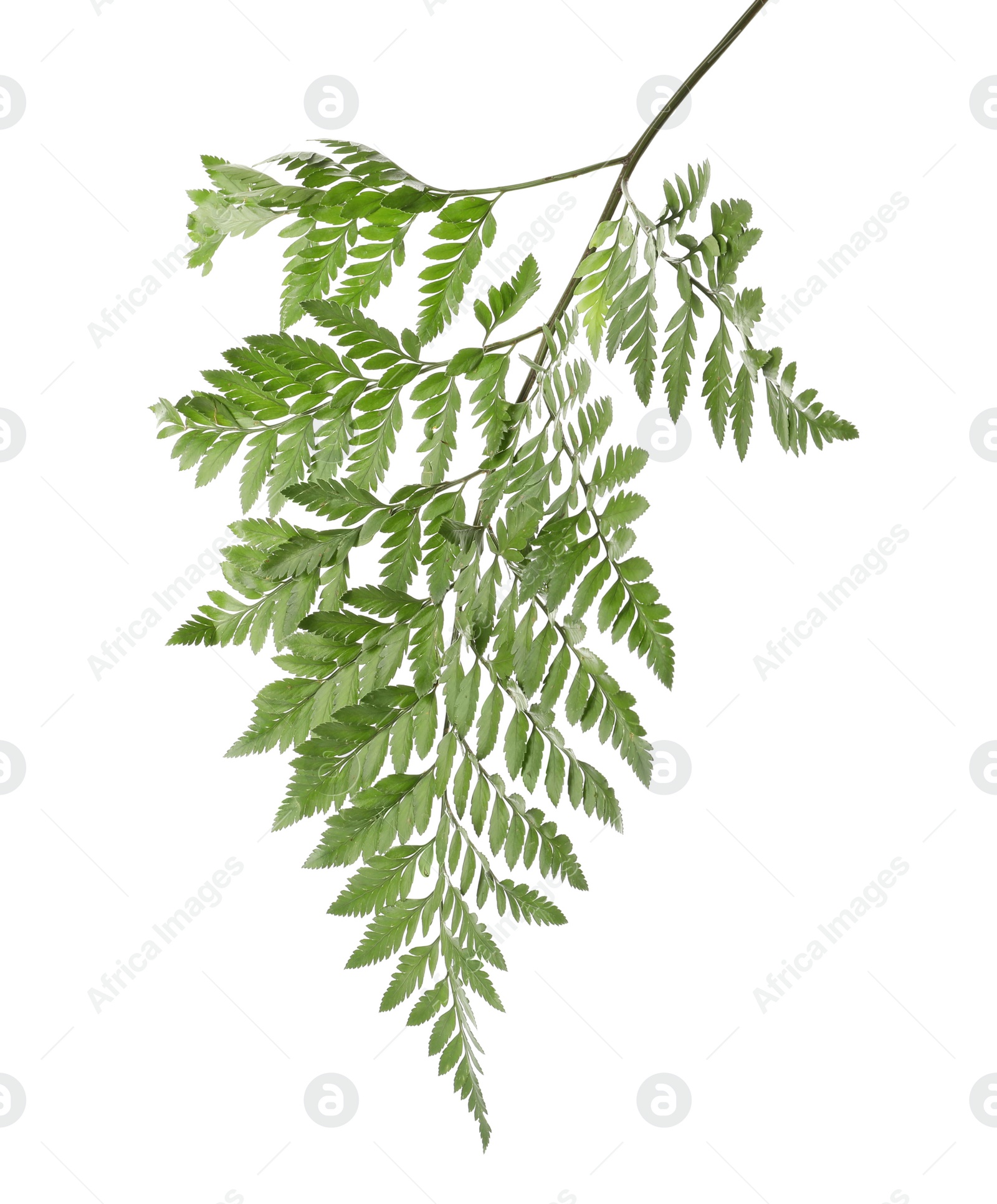 Photo of Branch with beautiful tropical fern leaves isolated on white