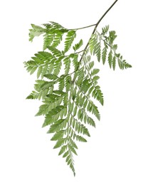 Photo of Branch with beautiful tropical fern leaves isolated on white