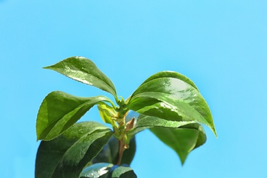 Photo of Green leaves of tea plant against blue sky