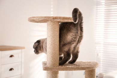 Photo of Cute Scottish fold on cat tree at home. Fluffy pet