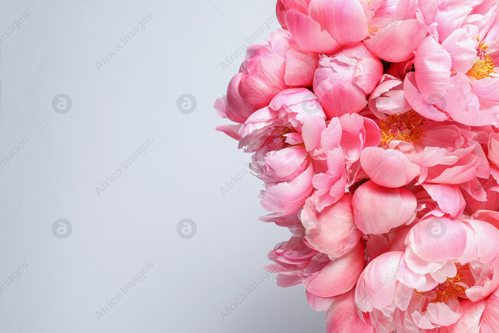 Photo of Beautiful pink peonies against white background, top view. Space for text