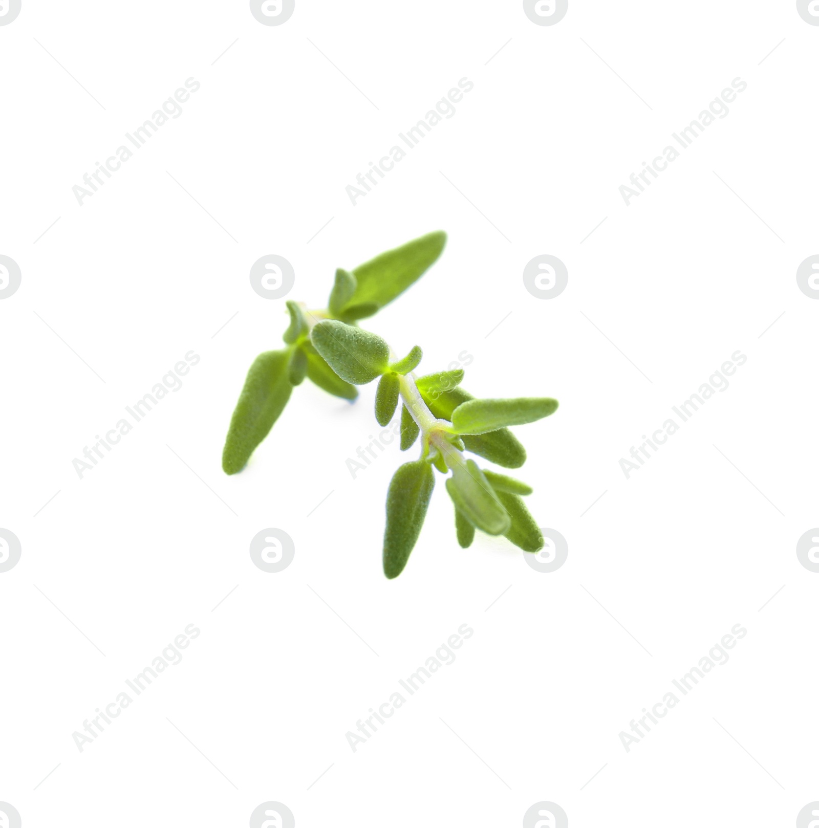 Photo of Fresh green thyme sprig isolated on white