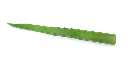 Photo of Aloe vera leaf on white background