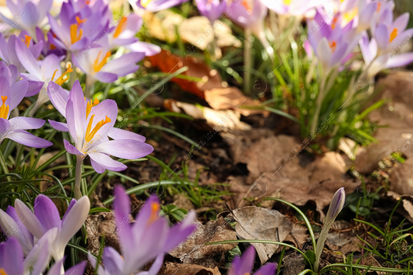 Photo of Beautiful crocus flowers growing outdoors, closeup. Space for text