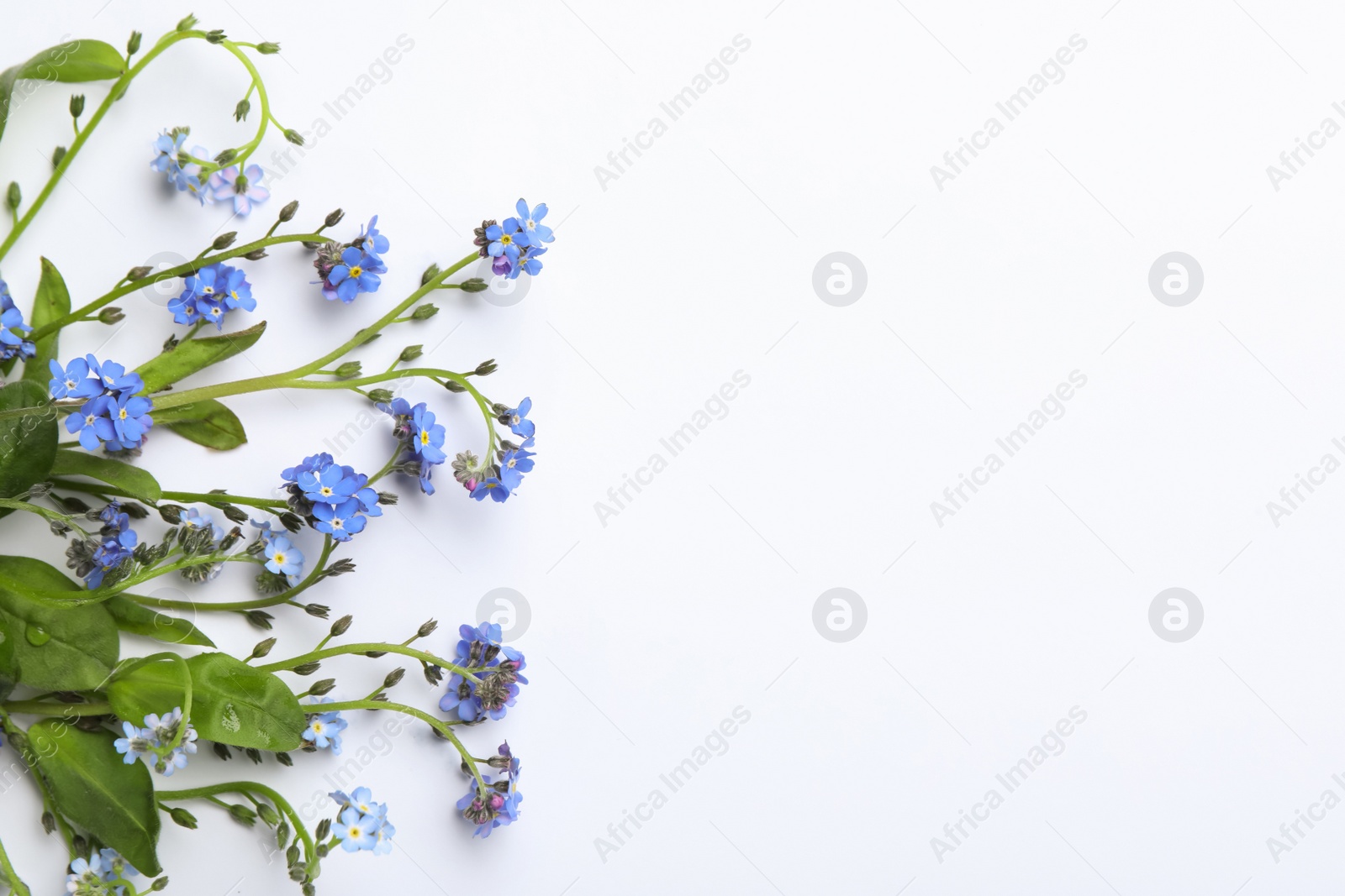 Photo of Beautiful blue forget-me-not flowers on white background, top view