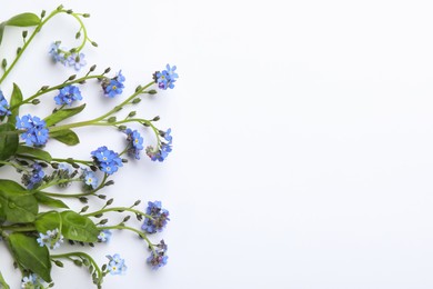 Beautiful blue forget-me-not flowers on white background, top view