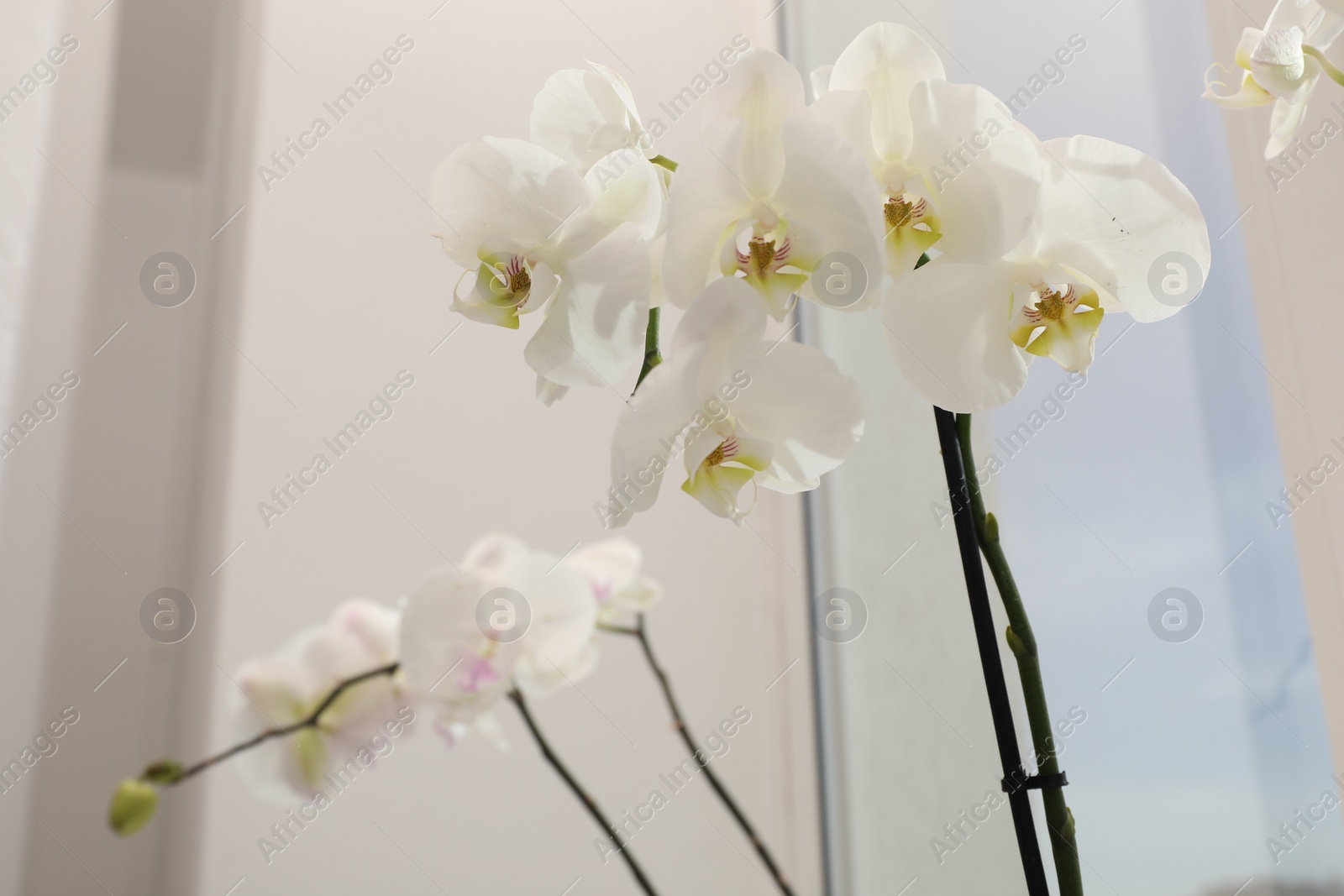 Photo of Branches with beautiful orchid flowers near window, closeup