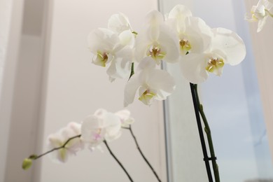 Photo of Branches with beautiful orchid flowers near window, closeup