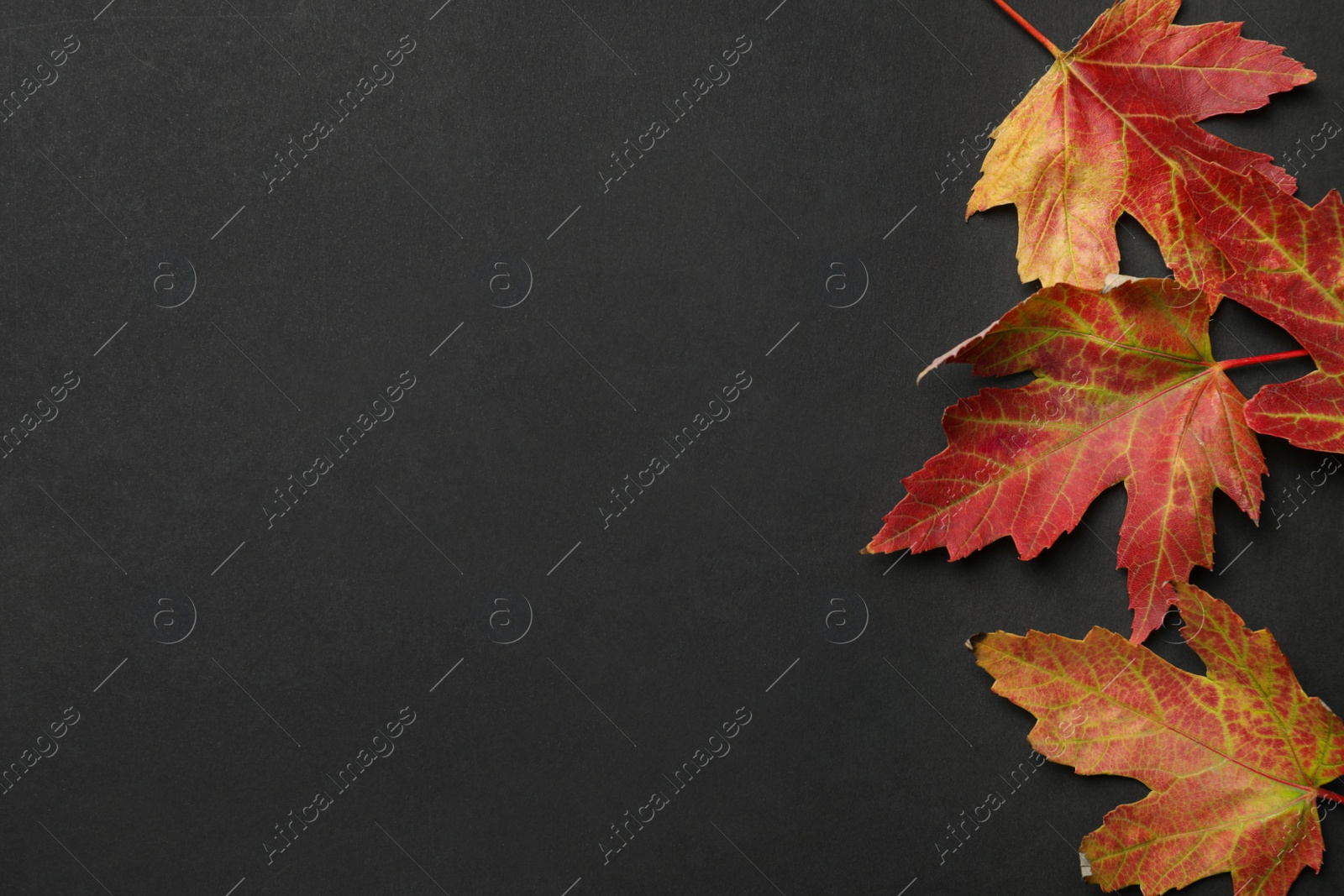 Photo of Colorful autumn leaves on black background, flat lay. Space for text