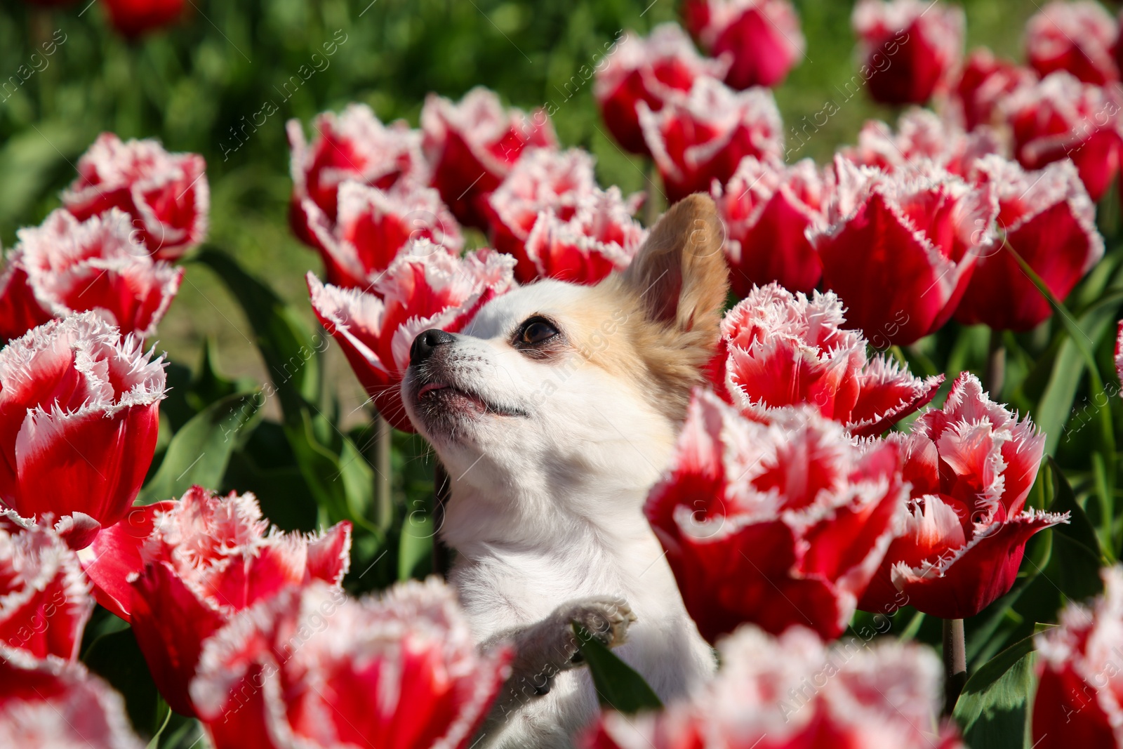 Photo of Cute Chihuahua dog among beautiful tulip flowers on sunny day