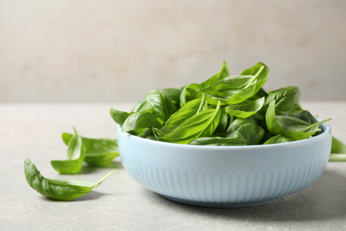 Fresh green basil on light grey table, closeup