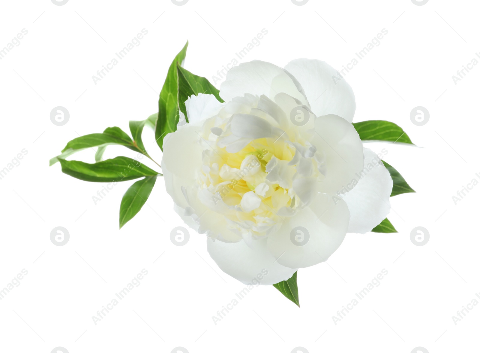 Photo of Beautiful blooming peony flower isolated on white