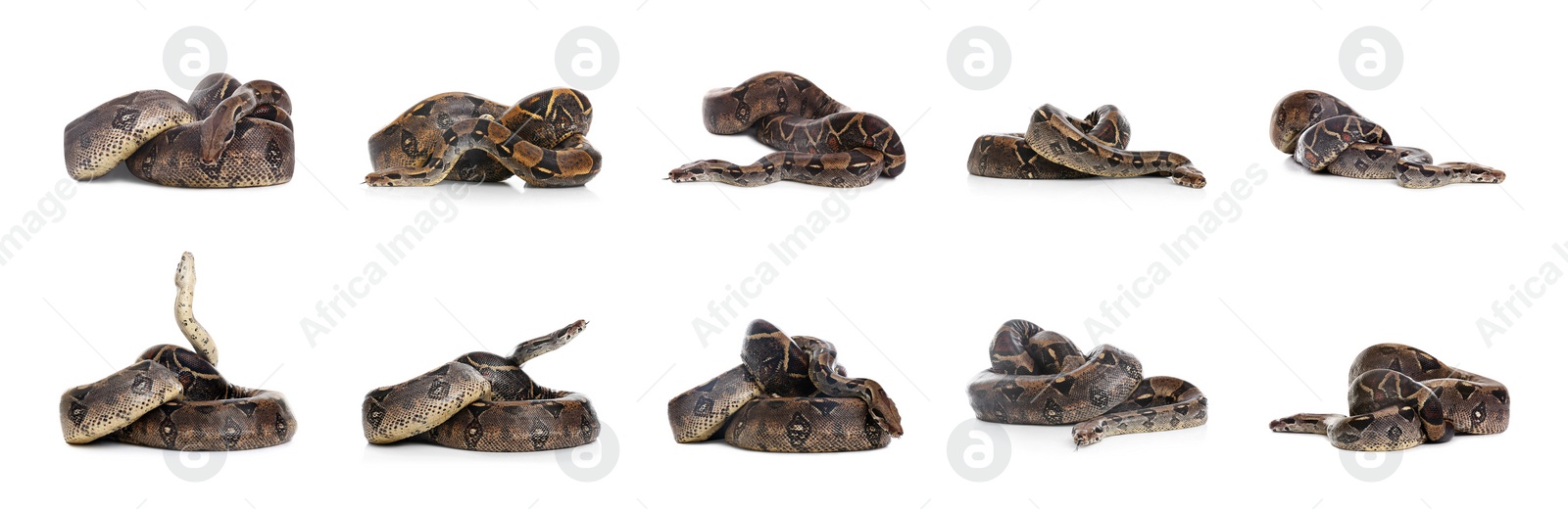 Image of Photos of boa constrictor on white background, collage