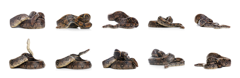 Image of Photos of boa constrictor on white background, collage