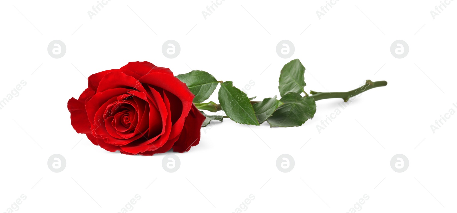 Photo of Beautiful fresh red rose isolated on white