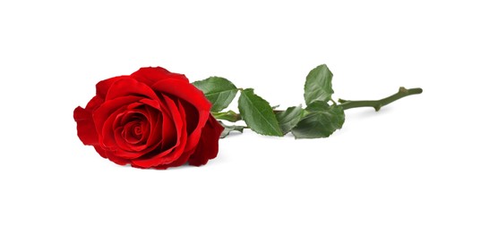 Photo of Beautiful fresh red rose isolated on white