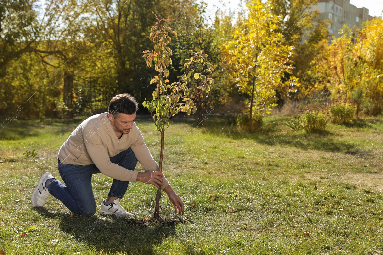 Photo of Mature man planting young tree in park on sunny day, space for text