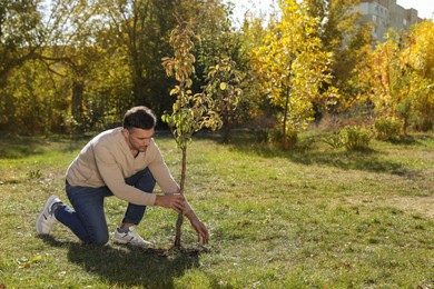 Photo of Mature man planting young tree in park on sunny day, space for text