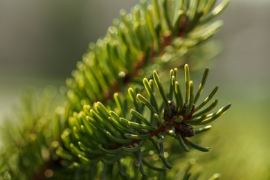 Beautiful fir tree with green branches outdoors, closeup