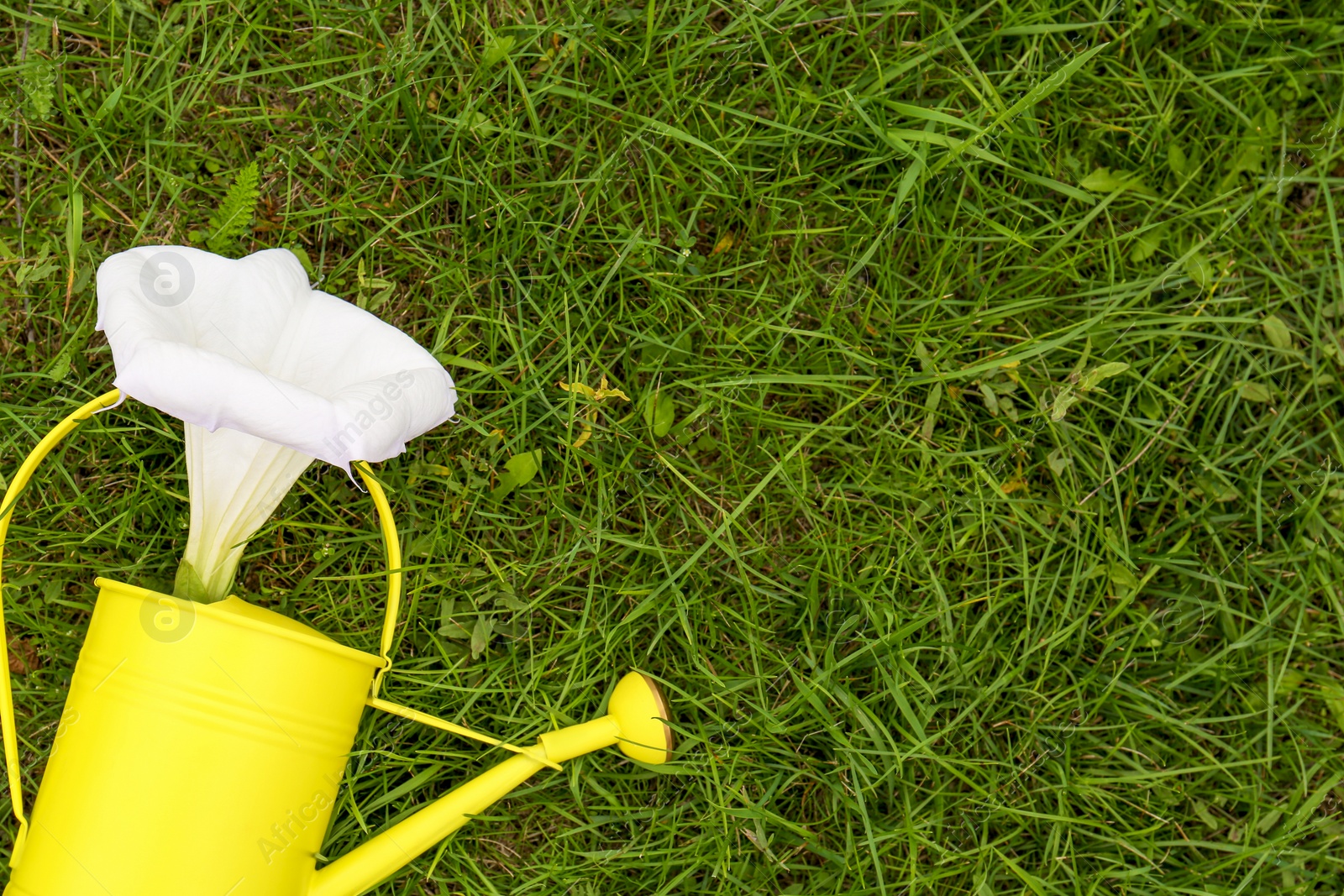 Photo of Watering can with beautiful datura flower on green grass, top view. Space for text