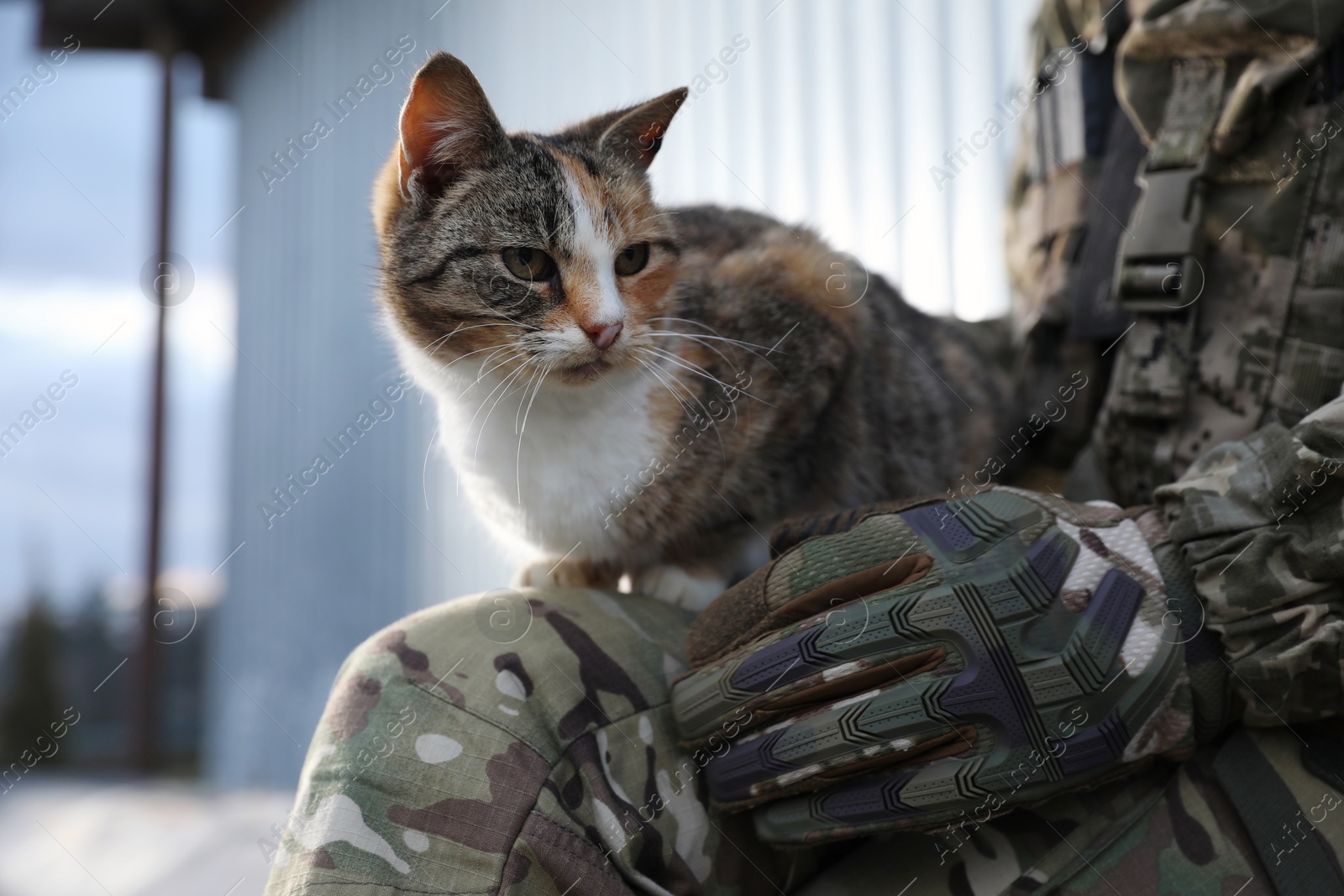 Photo of Ukrainian soldier with stray cat outdoors, closeup