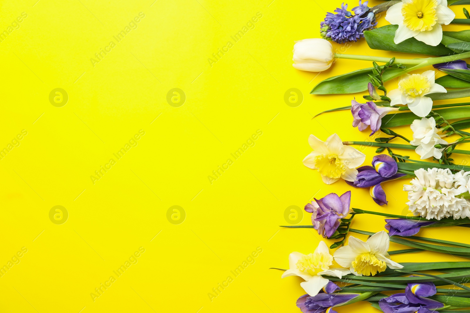 Photo of Flat lay composition with spring flowers on yellow background. Space for text