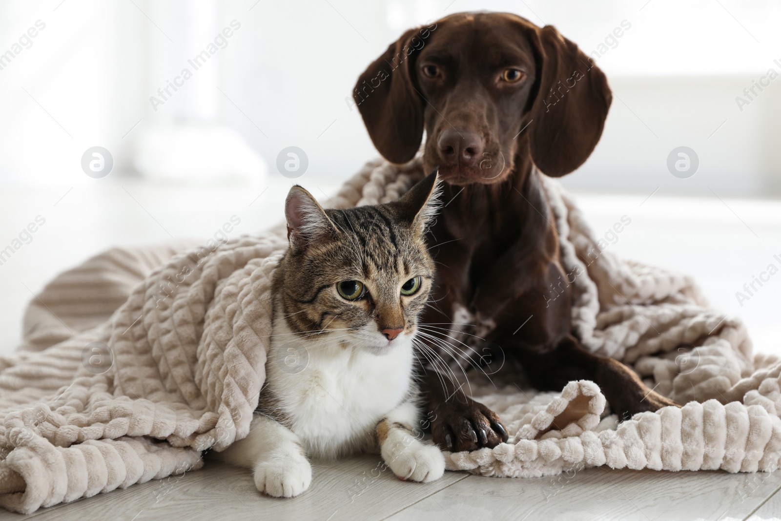 Photo of Adorable cat and dog together under plaid on floor indoors