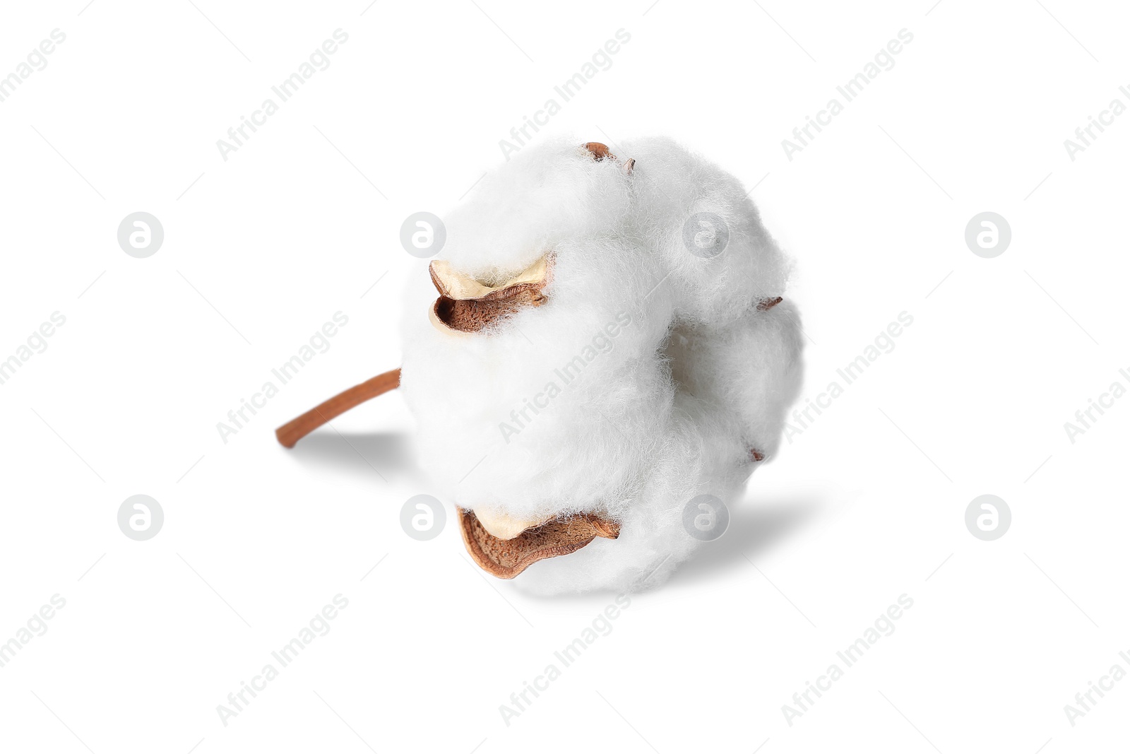 Photo of Beautiful fluffy cotton flower on white background