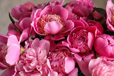 Photo of Fragrant peonies on color background, closeup. Beautiful spring flowers