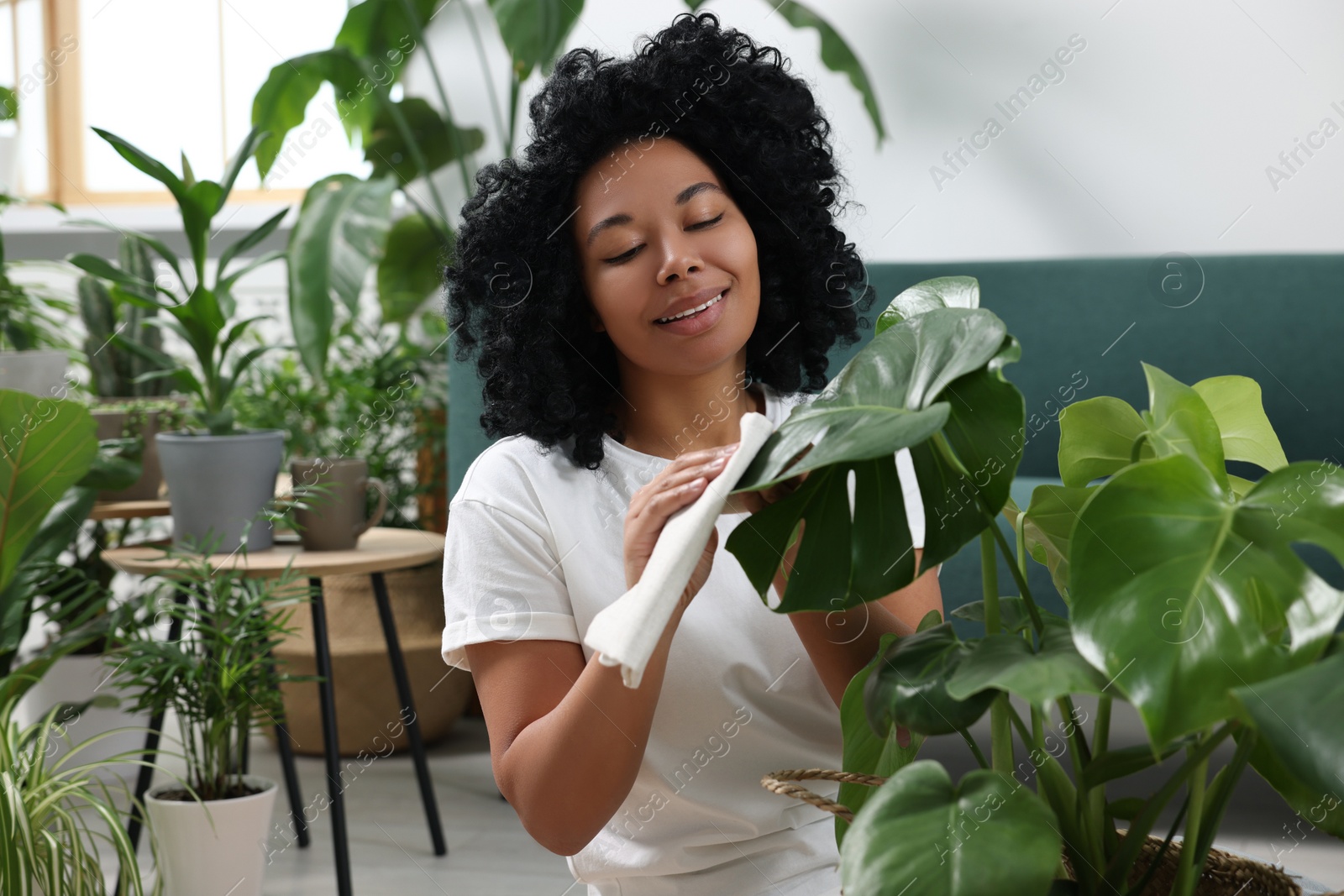 Photo of Woman wiping beautiful monstera leaves indoors. Houseplant care