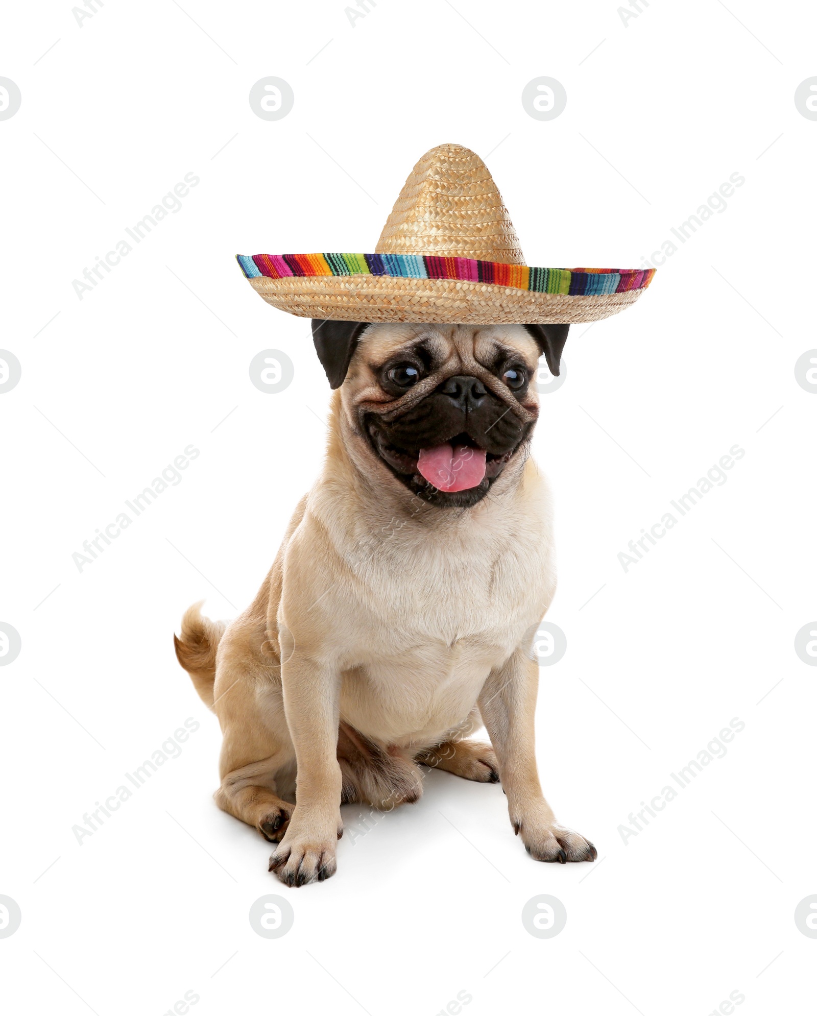 Image of Cute Pug dog with sombrero on white background