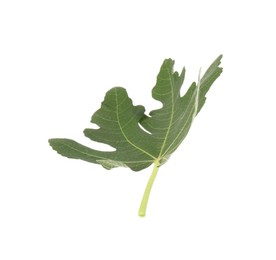 Photo of One green leaf of fig tree on white background