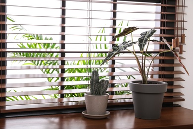 Photo of Different green potted plants on window sill at home. Space for text