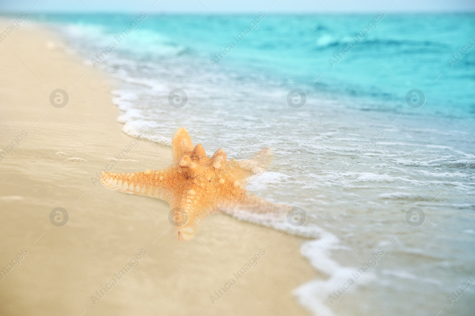 Image of Starfish washed by sea water on sandy beach