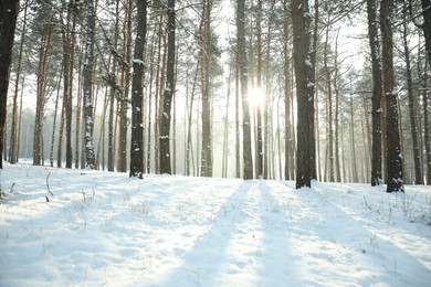 Beautiful snowy forest on sunny morning in winter