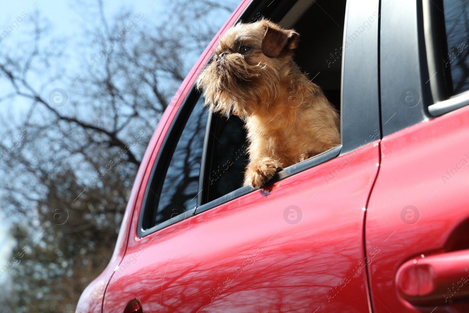 Photo of Adorable little dog looking out from car window, low angle view. Exciting travel