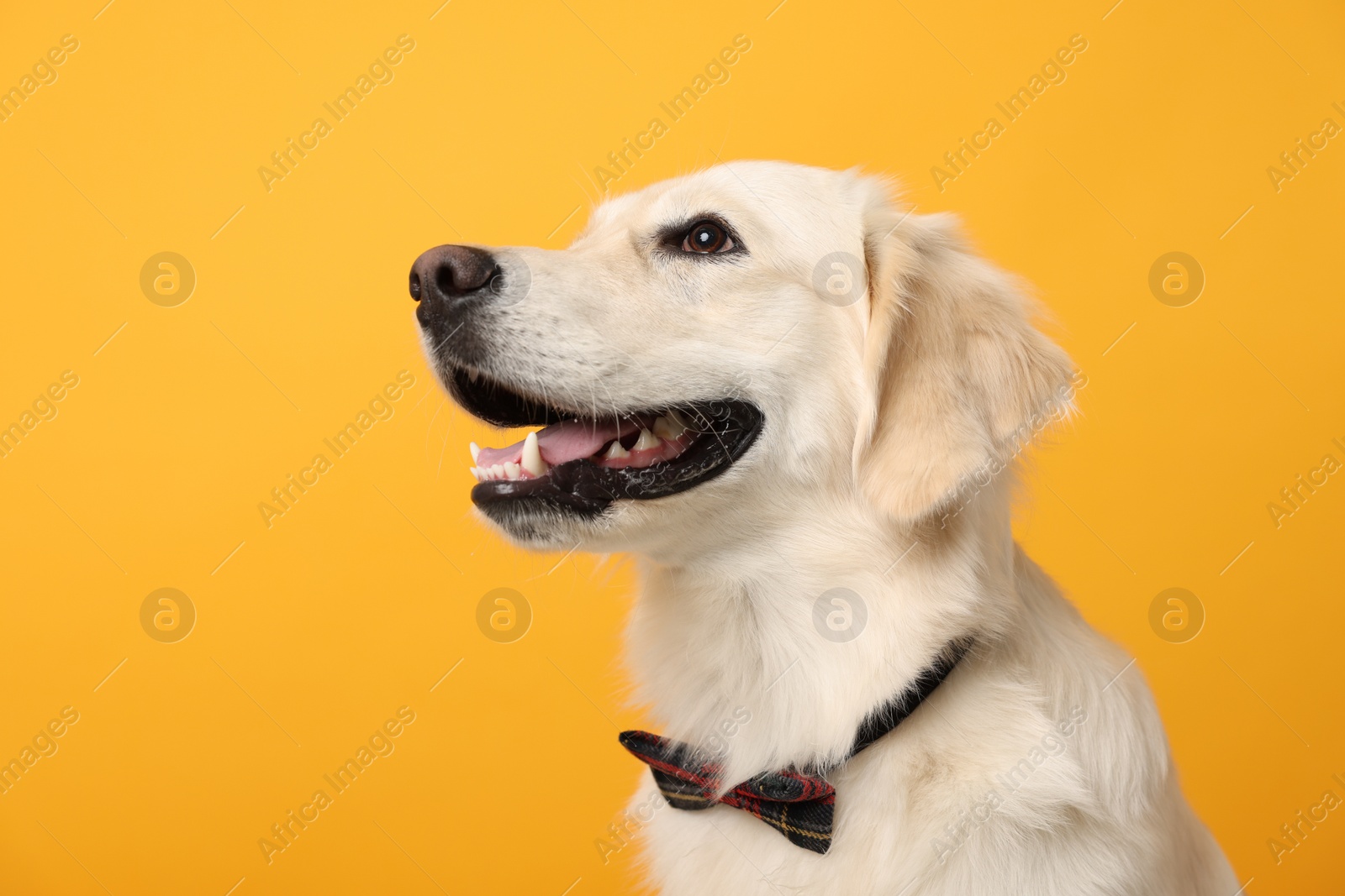 Photo of Cute Labrador Retriever dog with bow tie on yellow background