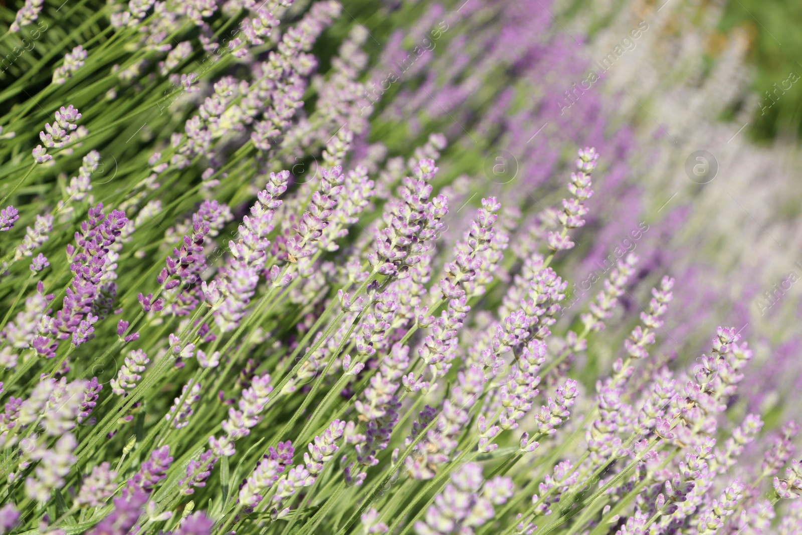 Photo of Beautiful blooming lavender plants in field on sunny day, closeup