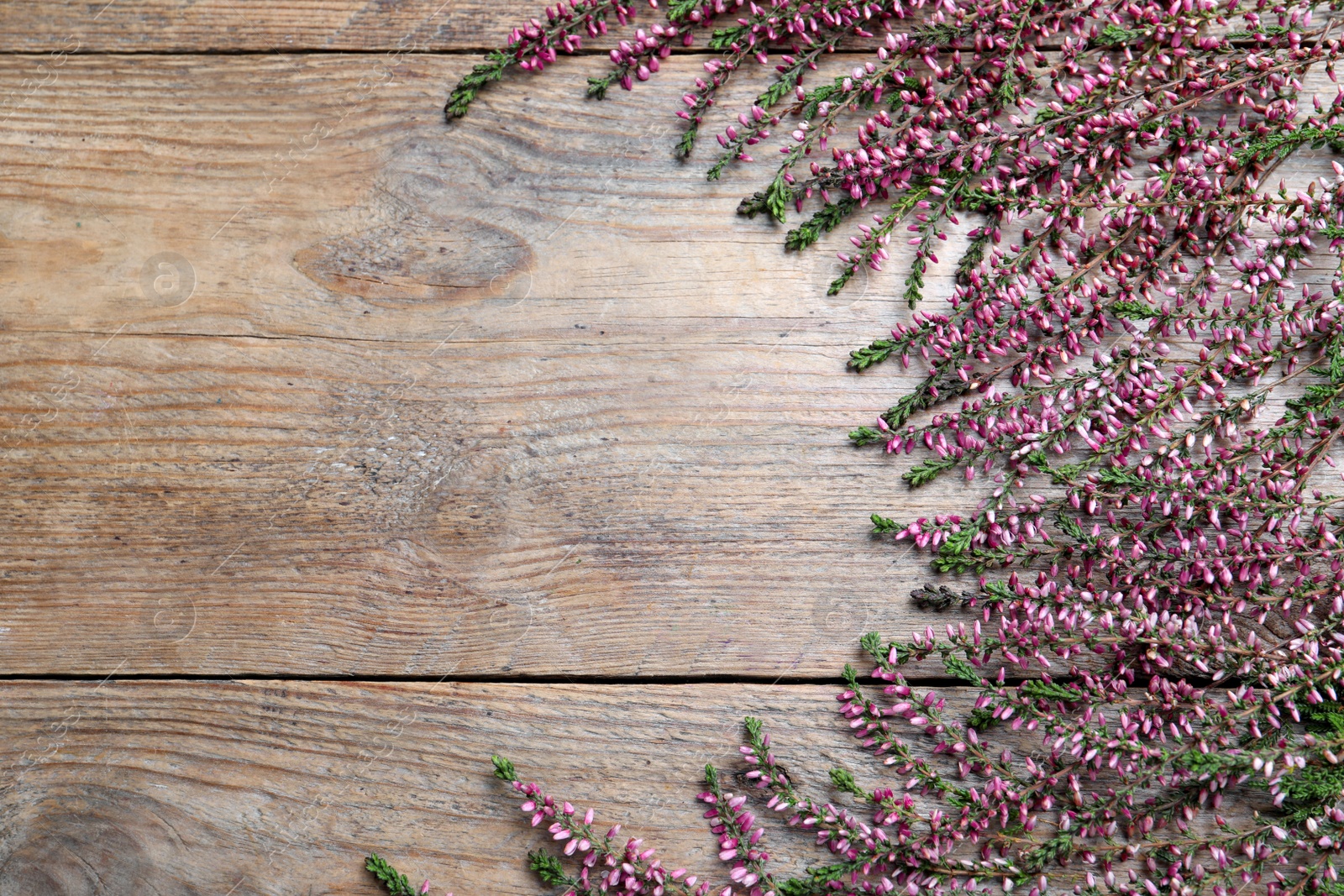 Photo of Heather branches with beautiful flowers on wooden table, flat lay. Space for text