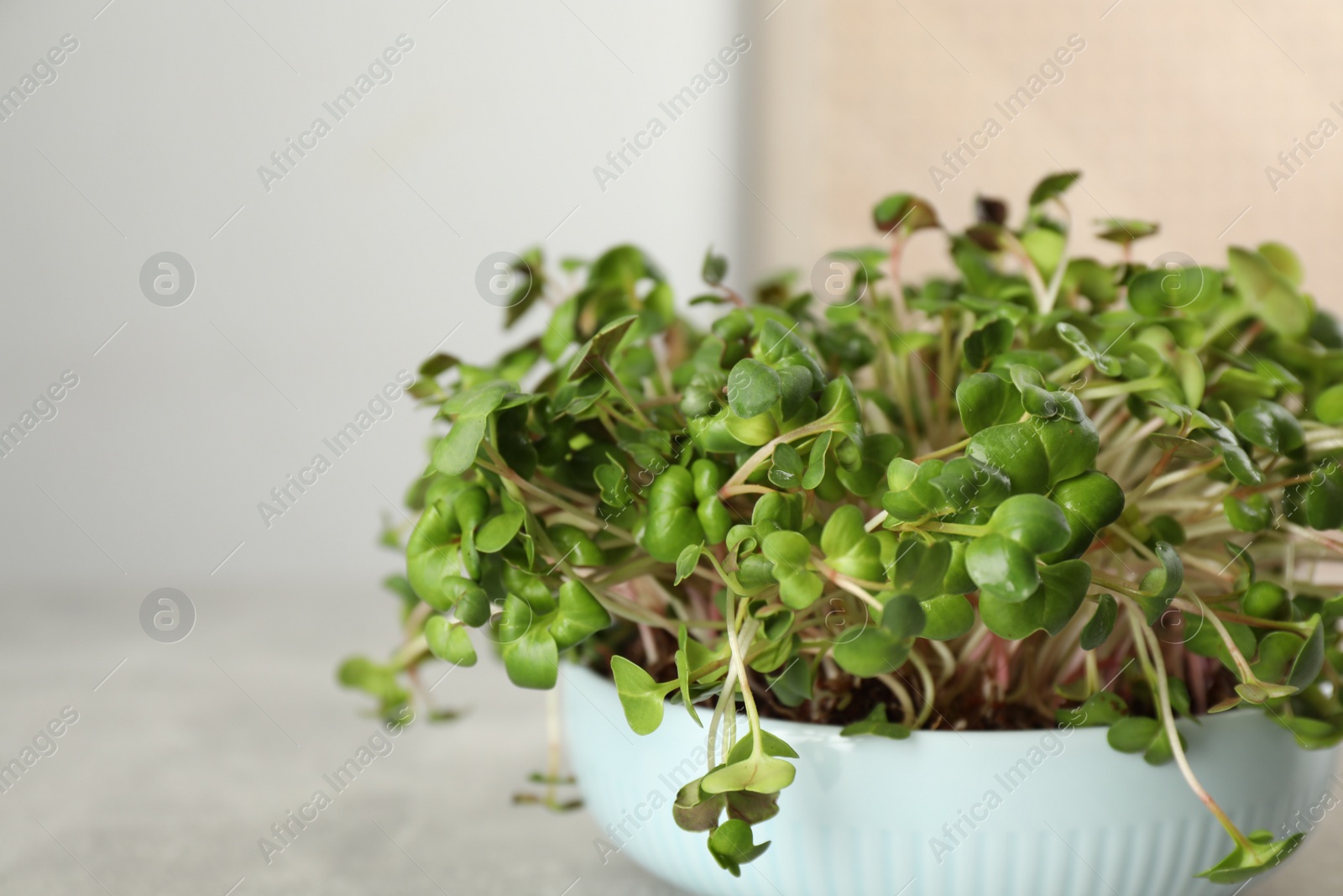 Photo of Fresh radish microgreens in bowl on light grey table, closeup. Space for text