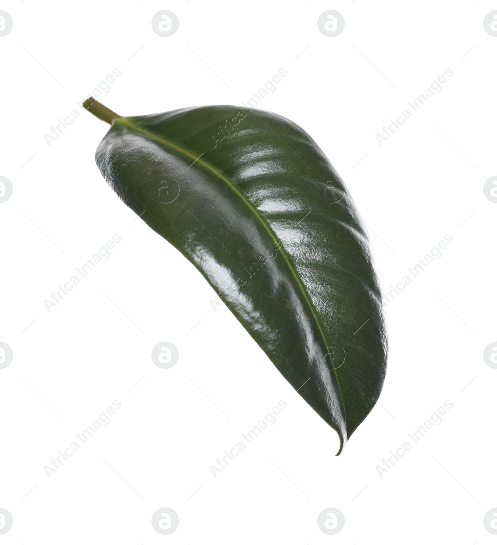 Photo of Fresh green leaf of Ficus elastica plant isolated on white