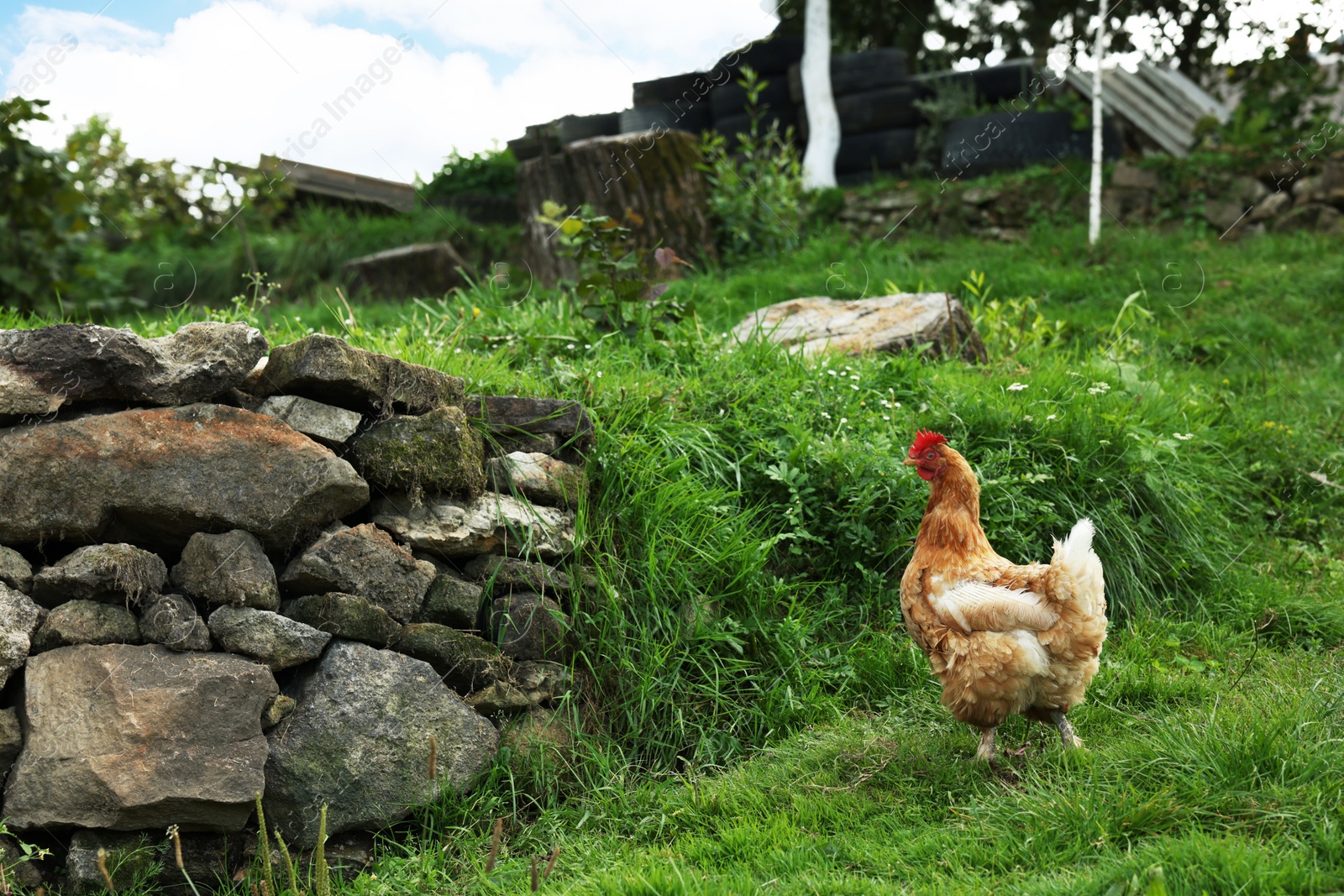 Photo of Domestic chicken in beautiful green countryside, space for text